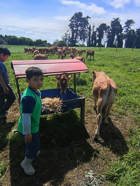 Compartimos imágenes de la experiencia de aprendizaje en terreno de nuestros estudiantes de 1° básico. Hoy martes 13 de octubre por motivo de su salida pedagógica visitaron las dependencias del Fundo Playa Venado de Puerto Varas, Región de Los Lagos, cuyo propósito fue favorecer aprendizajes significativos en los estudiantes mediante la experiencia directa con el entorno natural y productivo del sur de Chile, observando animales, cultivos, praderas y actividades propias del campo.

El Colegio El Labrador Osorno comprometido con la formación integral de sus estudiantes.

Sigamos Labrando Futuro...