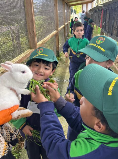 Compartimos imágenes de nuestros estudiantes de kínder. Por motivo de su salida pedagógica hoy jueves 22 de octubre visitaron la Granja Educativa Buena Vista ubicada en camino Trumao, Osorno, cuyo propósito fue Propiciar aprendizajes significativos que aborden el desarrollo integral de los estudiantes, a través de la interacción directa con su entorno y establecer relaciones de semejanzas y diferencias de animales y plantas a partir de algunas características, sus necesidades básicas y los lugares que habitan al observarlos en forma directa.

El Colegio El Labrador Osorno comprometido con la formación integral de sus estudiantes.

Sigamos Labrando Futuro...